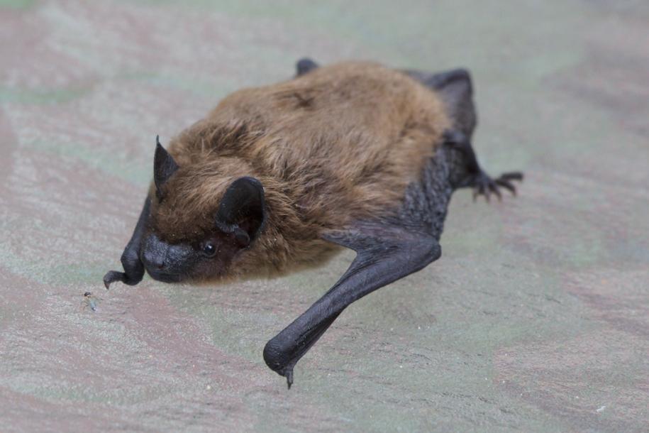 That’s just batty! | The Daniel Island News