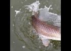 GREG PERALTA The last fish Captain Greg released before his injury!
